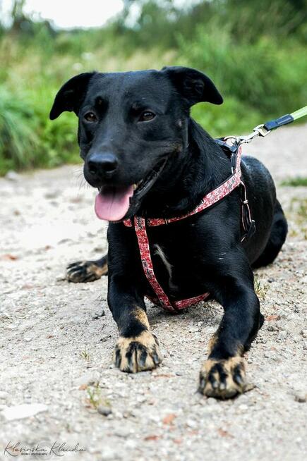 Bambo - wesoły, aktywny, fantastyczny pies!