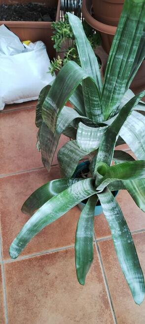 Kwiat ECHMEA wstęgowata (Aechmea fasciata)