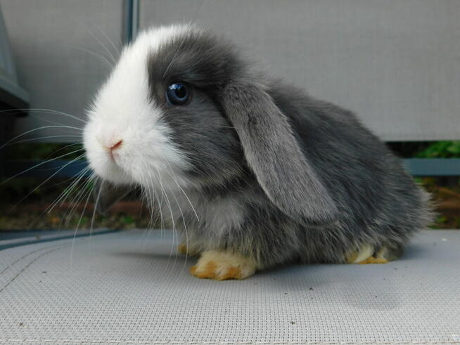 Niebiesko - biały samczyk mini lop