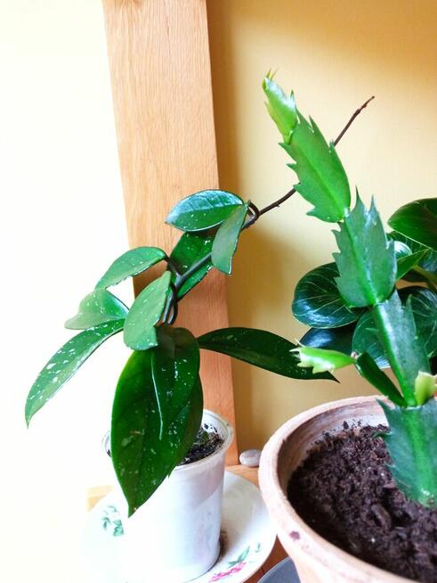 A może fiołka lub begonię...