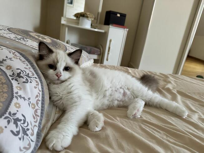 Uroczy ragdoll Waldi