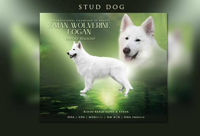 Biały Owczarek Szwajcarski szczeniak