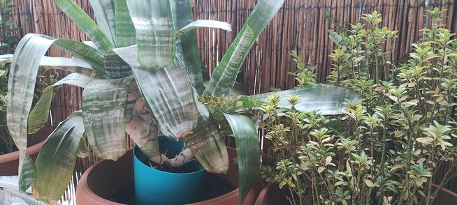 Kwiat ECHMEA wstęgowata (Aechmea fasciata)