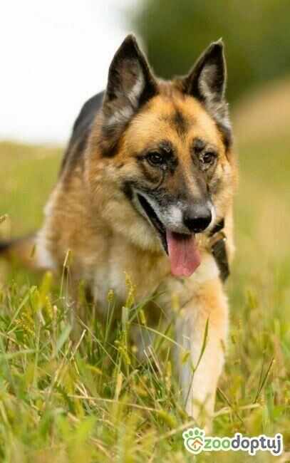 LULU - kochana sunia w typie owczarka za kratami, URATUJ!