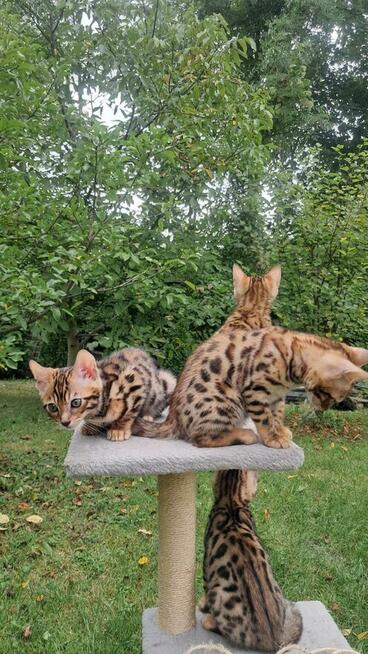 koty Bengalskie