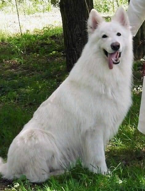 Biały Owczarek Szwajcarski szczeniak