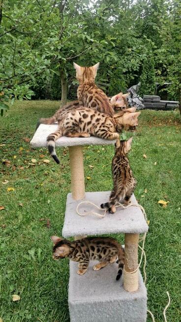 koty Bengalskie