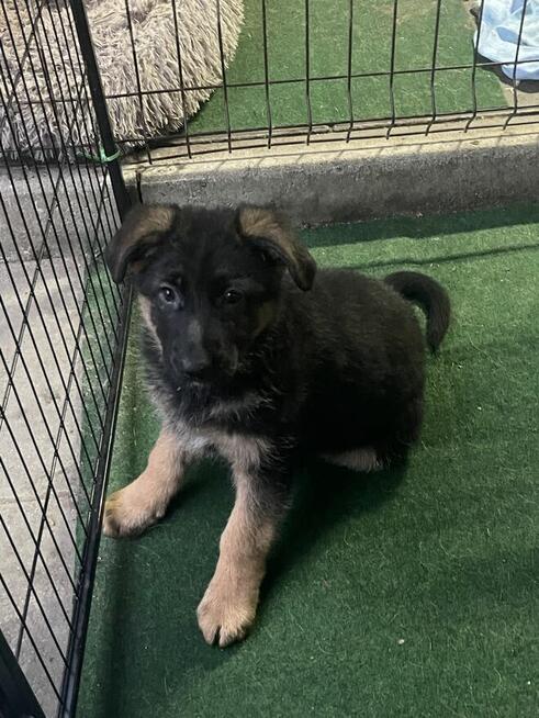 Owczarek niemiecki szczeniak