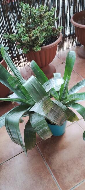 Kwiat ECHMEA wstęgowata (Aechmea fasciata)