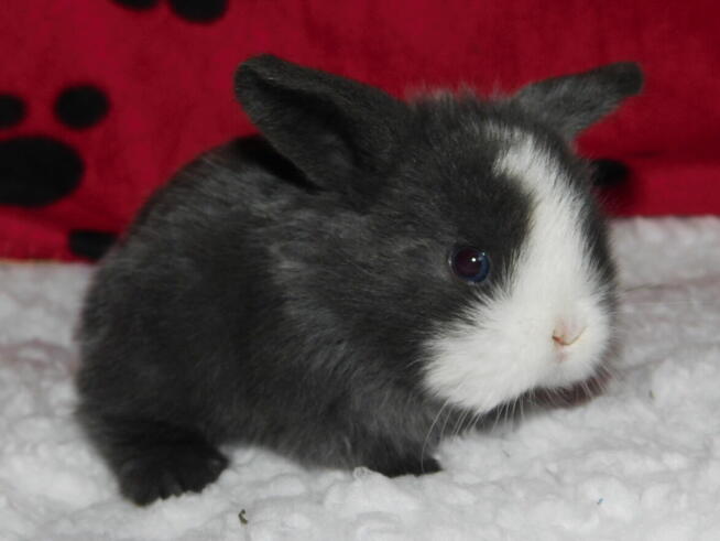 Niebieskie i beżowe baranki mini lop