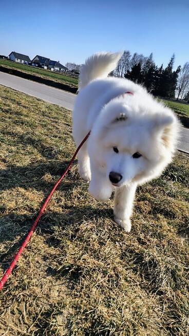 Samojed z Rodowodem ZkWp