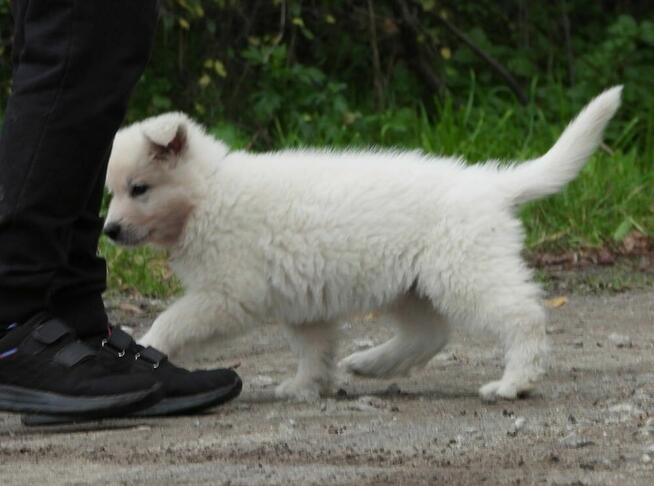 Biały Owczarek Szwajcarski szczeniak