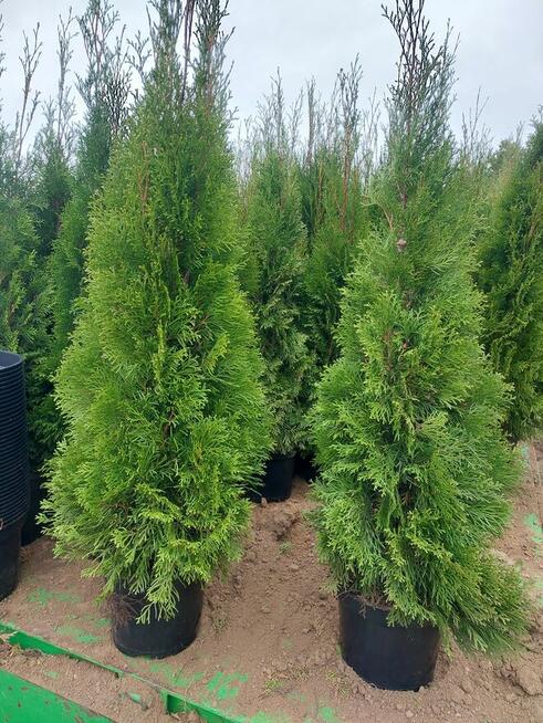 Tuja Szmaragd