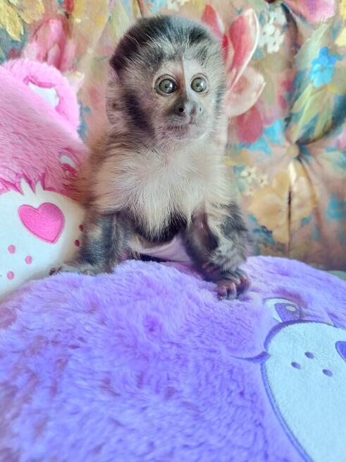 Małpka Kapucynka czubata