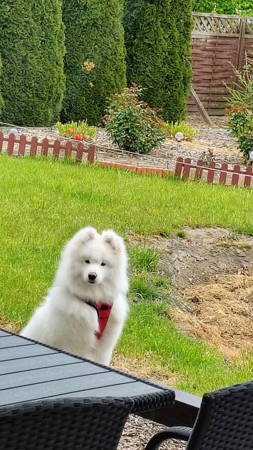 Samojed z Rodowodem ZkWp