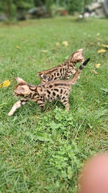 koty Bengalskie