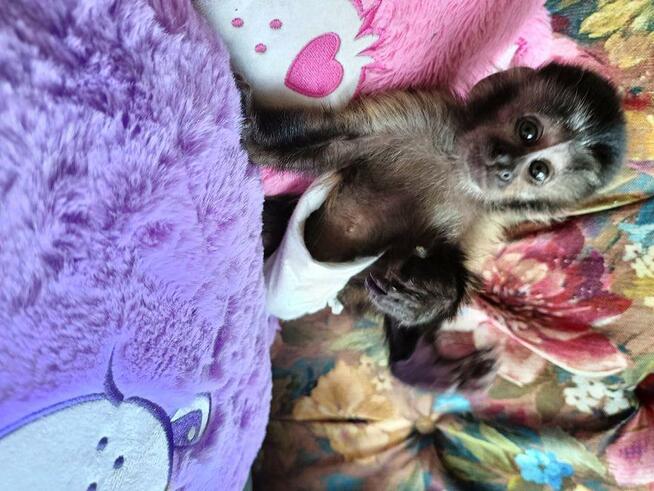 Małpka Kapucynka czubata