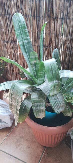 Kwiat ECHMEA wstęgowata (Aechmea fasciata)