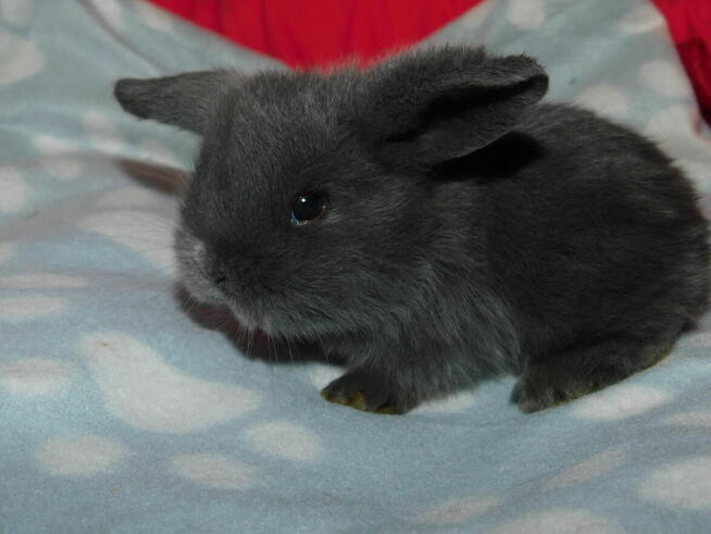 Niebieskie i beżowe baranki mini lop