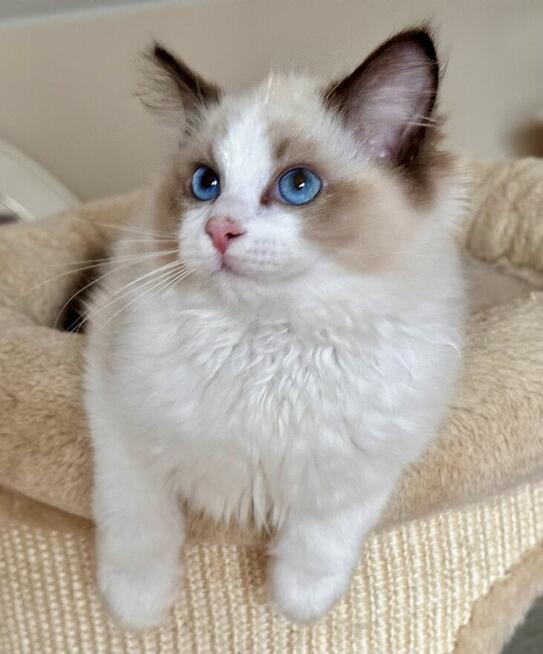 Uroczy ragdoll Waldi