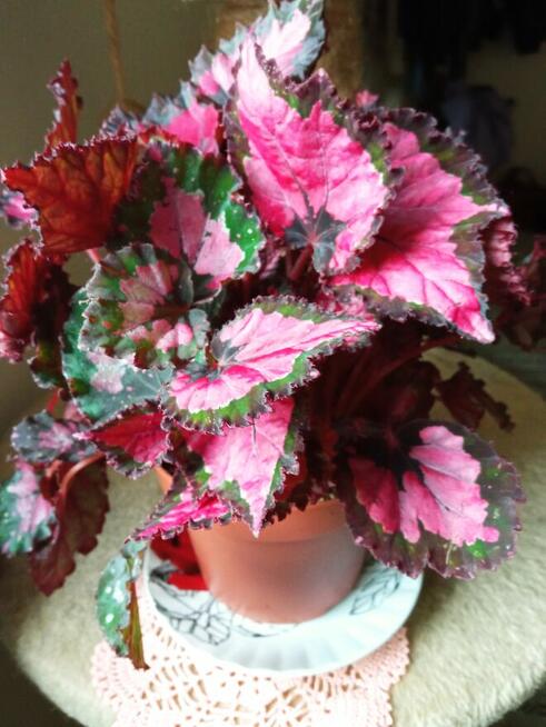 A może fiołka lub begonię...