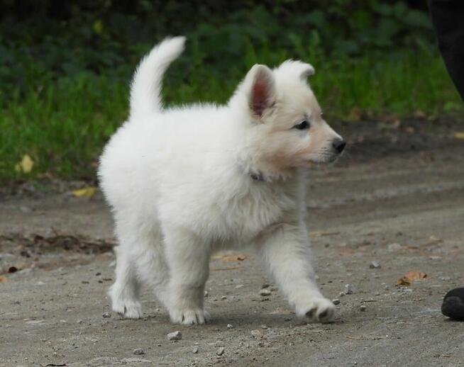 Biały Owczarek Szwajcarski szczeniak