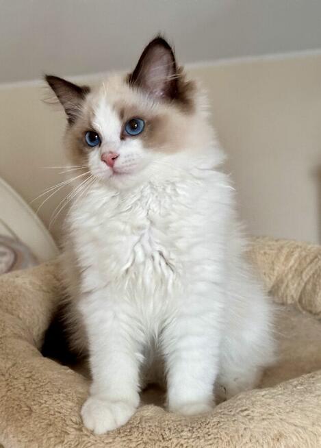 Uroczy ragdoll Waldi