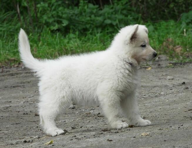 Biały Owczarek Szwajcarski szczeniak