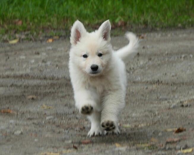 Biały Owczarek Szwajcarski szczeniak