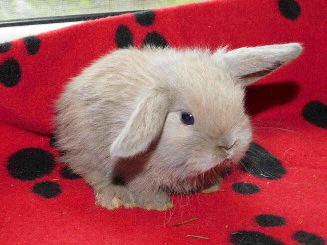 Niebieskie i beżowe baranki mini lop