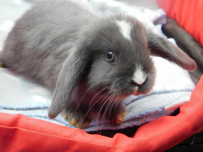 Niebieskie i beżowe baranki mini lop