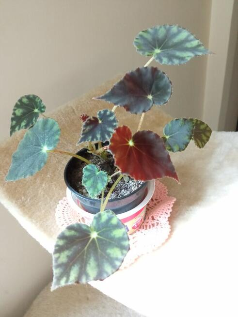 A może fiołka lub begonię...