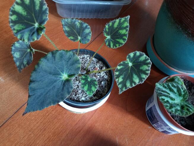 A może fiołka lub begonię...