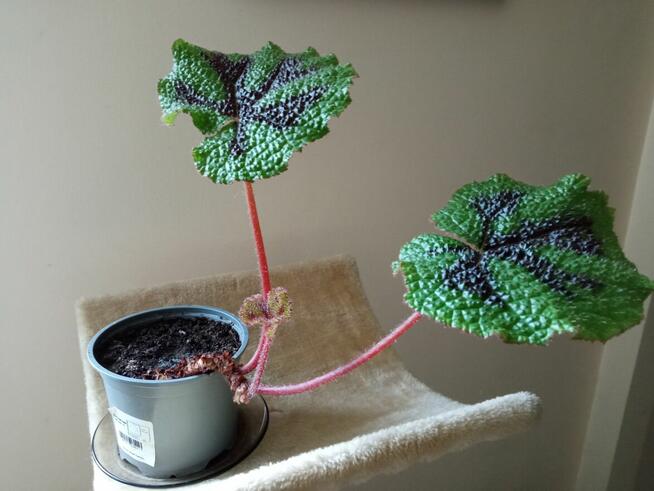 A może fiołka lub begonię...