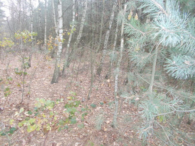 sprzedam działkę 78 ary