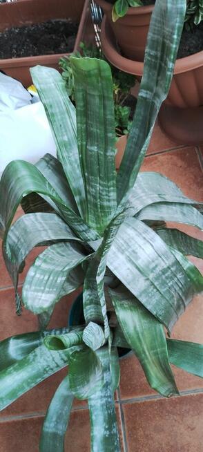 Kwiat ECHMEA wstęgowata (Aechmea fasciata)