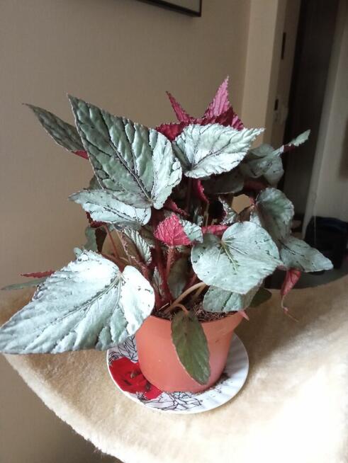 Kwiaty domowe -nadwyżki parapetowe