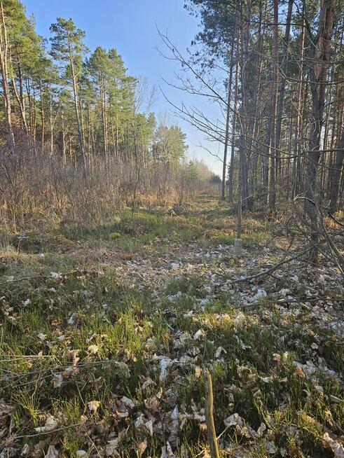 Sprzedam działkę rolną w Kolonii Czermno 1,60 ha gm. Fałków