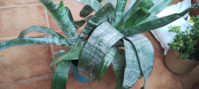 Kwiat ECHMEA wstęgowata (Aechmea fasciata)