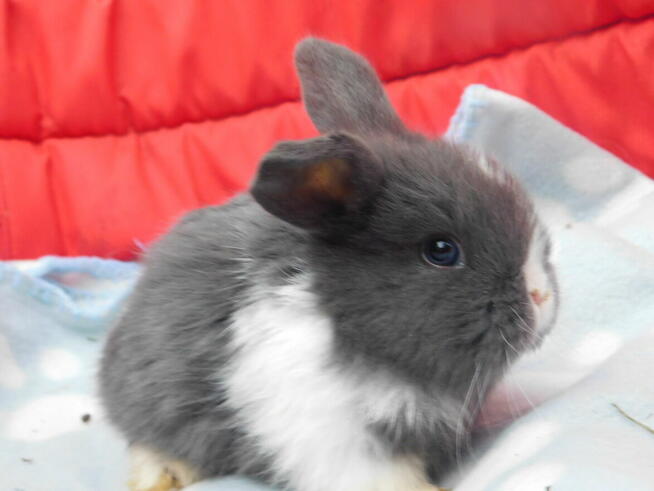 Niebieskie i beżowe baranki mini lop