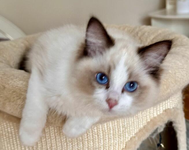 Uroczy ragdoll Waldi
