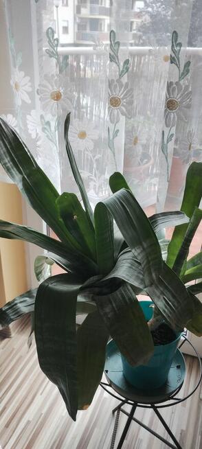 Kwiat ECHMEA wstęgowata (Aechmea fasciata)