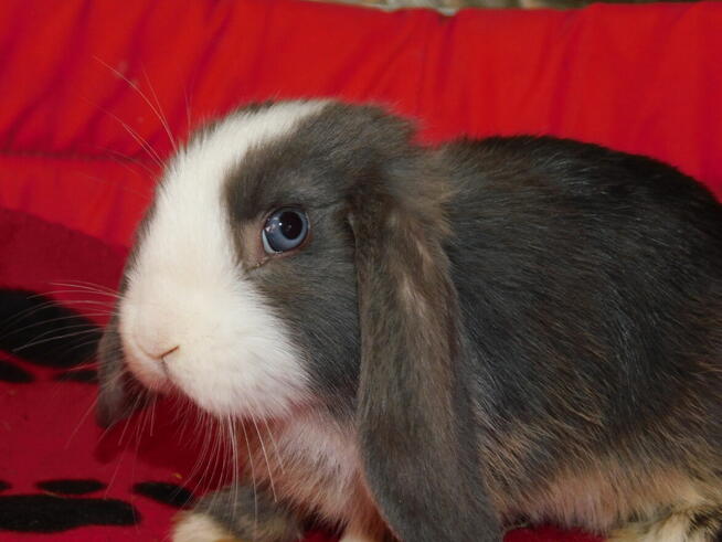 Samczyki mini lop niebiesko białe