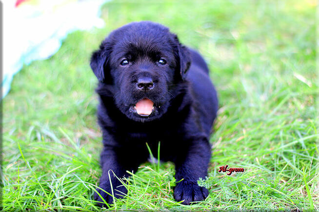 Labrador Retriever czarne pieski ZKwP/FCI