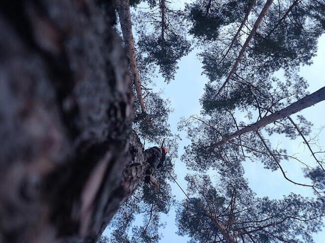 WARSZAWA KOMPLEKSOWA WYCINKA DRZEW I ALPINISTYKA