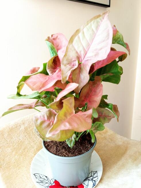 Philodendrony, filodendrony i nie tylko...