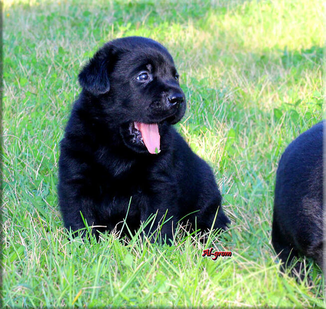 Labrador Retriever czarne pieski ZKwP/FCI