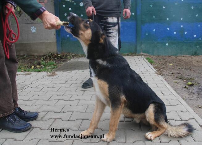 Hermes, energiczny młodziak