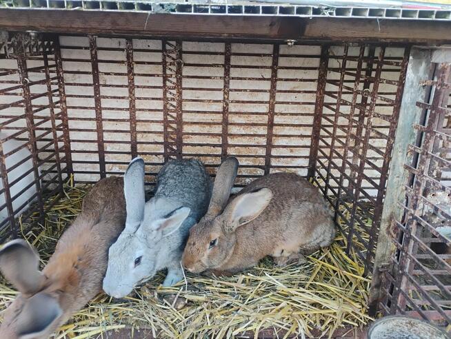 Sprzedam króliki