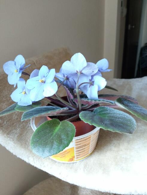 Trzykrotki ładnie wybarwione, drzewko szczęścia i fiołki